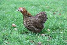 Charger l'image dans la galerie, Poule Wyandotte Naine