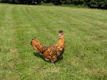 Charger l'image dans la galerie, Poule Appenzelloise