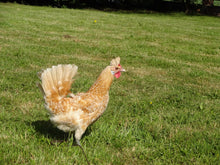 Charger l'image dans la galerie, Poule Appenzelloise