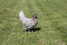 Charger l'image dans la galerie, Poule Appenzelloise