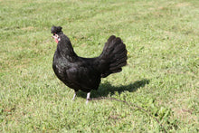 Charger l'image dans la galerie, Poule Appenzelloise
