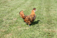 Charger l'image dans la galerie, Poule Appenzelloise