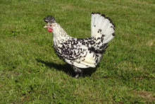 Charger l'image dans la galerie, Poule Appenzelloise
