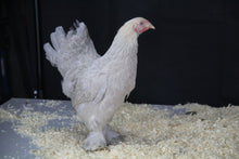 Charger l'image dans la galerie, Poule Brahma Naine