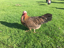 Charger l'image dans la galerie, Leghorn dorée