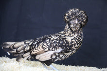 Charger l'image dans la galerie, Poule Padoue