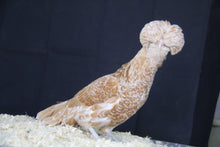 Charger l'image dans la galerie, Poule Padoue