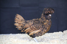 Charger l'image dans la galerie, Poule Padoue