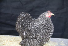 Charger l'image dans la galerie, Poule Pékin