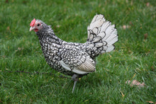 Charger l'image dans la galerie, Sebright argenté