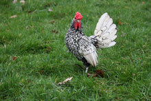 Charger l'image dans la galerie, Sebright coq