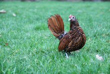 Charger l'image dans la galerie, Sebright doré