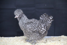 Charger l'image dans la galerie, Poule Soie
