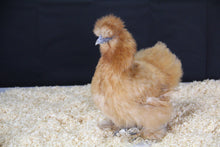 Charger l'image dans la galerie, Poule Soie