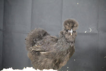 Charger l'image dans la galerie, Poule Soie