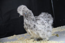 Charger l'image dans la galerie, Poule Soie
