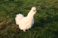 Charger l'image dans la galerie, Poule Soie