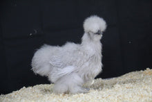 Charger l'image dans la galerie, Poule Soie