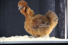 Charger l'image dans la galerie, Poule Soie