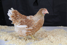 Charger l'image dans la galerie, Poule Wyandotte Grande Race