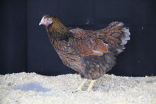 Charger l'image dans la galerie, Poule Wyandotte Grande Race