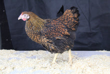 Charger l'image dans la galerie, Poule Wyandotte Grande Race