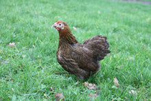 Charger l'image dans la galerie, Poule Wyandotte Naine