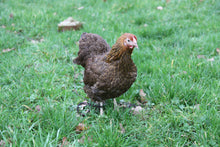 Charger l'image dans la galerie, Poule Wyandotte Naine