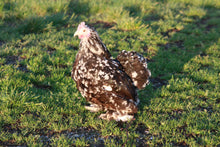 Charger l'image dans la galerie, Poule Pékin