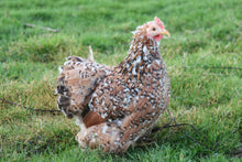 Charger l'image dans la galerie, Poule Pékin