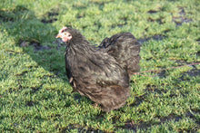 Charger l'image dans la galerie, Poule Pékin