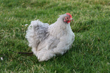 Charger l'image dans la galerie, Poule Pékin