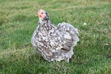 Charger l'image dans la galerie, Poule Pékin