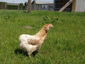 Poule Araucana