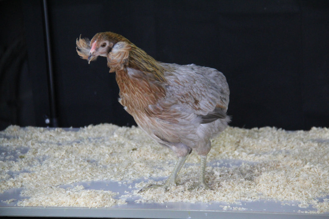 Poule Araucana