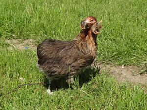 Poule Araucana