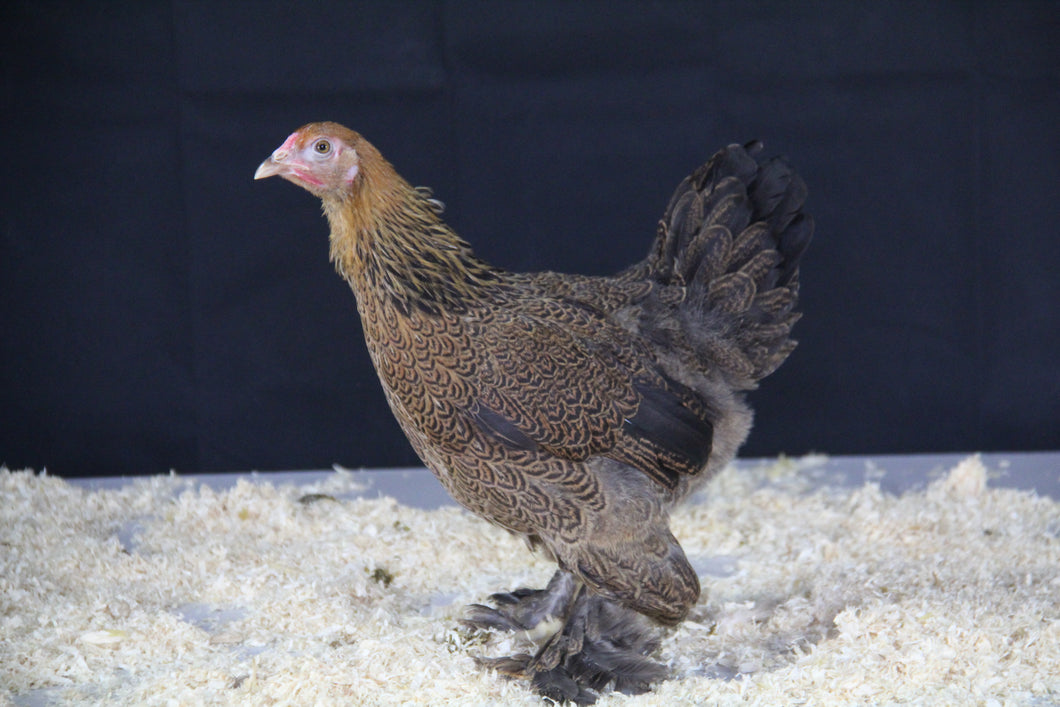 Poule Brahma Naine