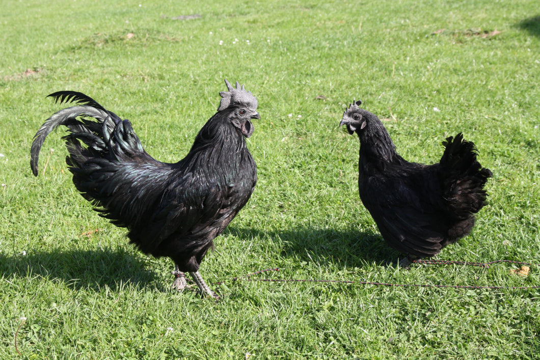 Poule Cemani