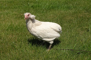 Poule Emeraude