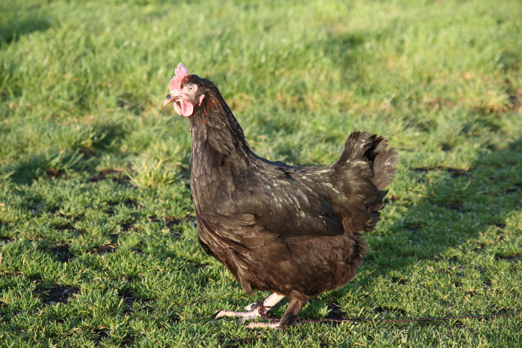 Poule Marans Noir Cuivré