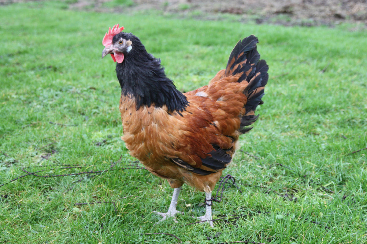 Poule Vorwerk Ferme avicole Bauduin