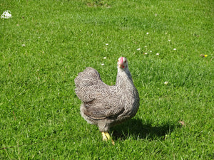 Poule Wyandotte Naine